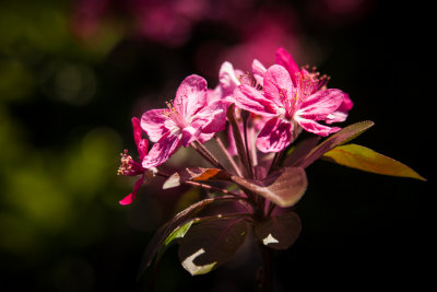 Crepe Myrtle