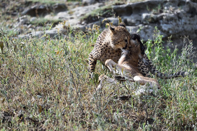 NADUTO  Tanzania 2015