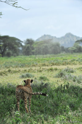 _naduto_tanzania_2016