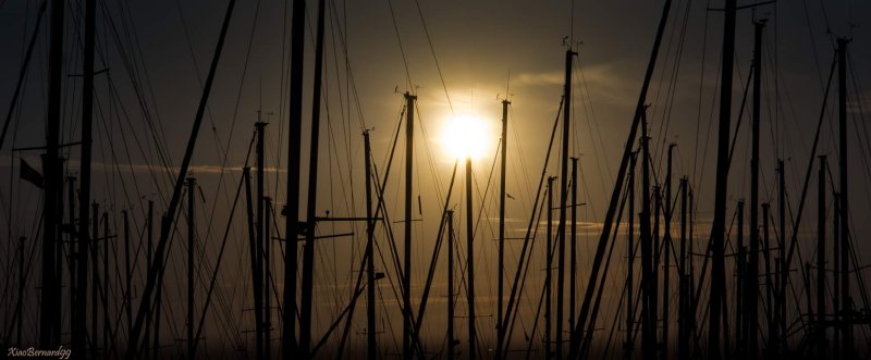 The Forest of the Harbor