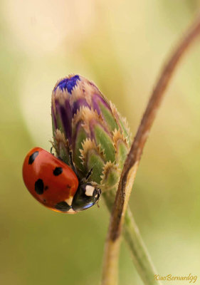 Ladybug.Coccinelle