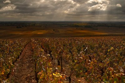 BOURGOGNE (Burgundy) Vineyard.