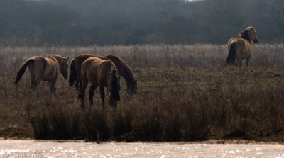 Le CROTOY.The Herd of the Marsh