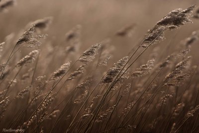 Le CROTOY. Herbs of the Marsh