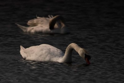 Le CROTOY.Swans
