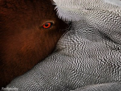 Le CROTOY.Details of Duck Feathers
