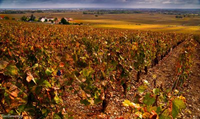 BOURGOGNE.Volnay Vineyard