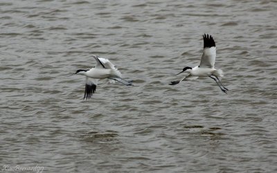 Le CROTOY.Avocette