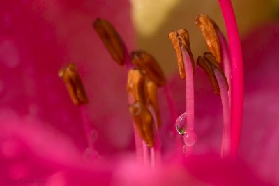 Rhododendron