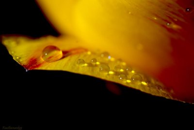 Tulip droplets
