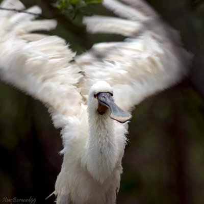 SPOONBILL in a curious pose 
