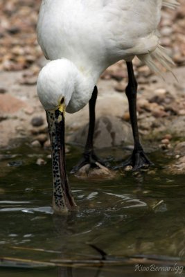 SPOONBILL