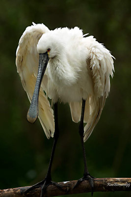 SPOONBILL .Looking for you