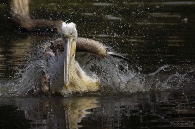 PELICAN  playing 