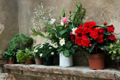San Gimignano .Italian Flowers poats