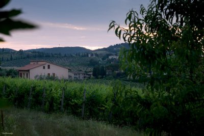 San Gimignano Vineyards