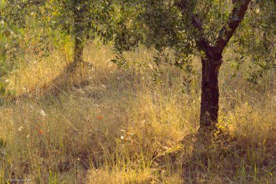 Olive trees 