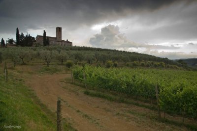 San Gimignano Vineyards