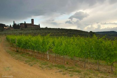 San Gimignano Vineyards