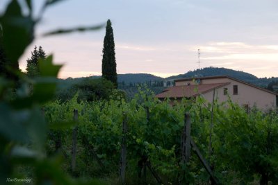 San Gimignano Vineyards