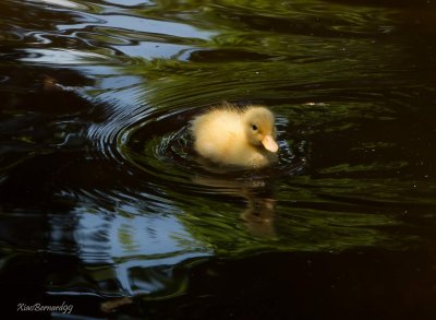 SIENA.Duckling