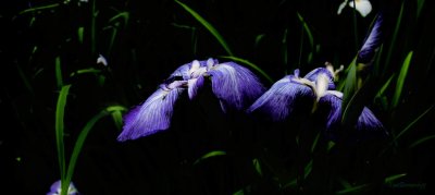 Secret Gardens of Villa TARANTO 