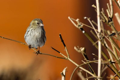 Visitor of Winter 