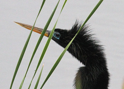 Anhinga male, Savannah NWR, 04/29/2015