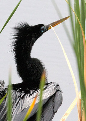 Anhinga male, Savannah NWR, 04/29/2015