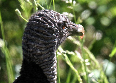Black Vulture, Purrysburg Rd, Hardeeville, 04/30/2015