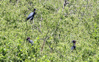 Little Blue Herons, Webb WMA heron colony, 04/30/2015