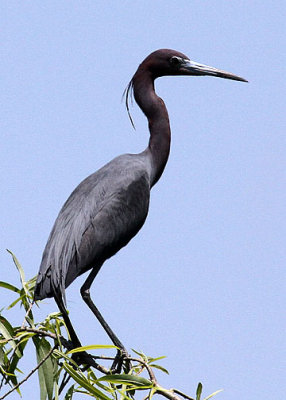 Little Blue Heron, Webb WMA, 04/30/2015