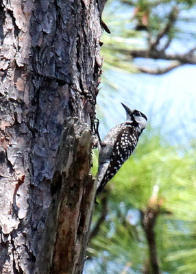 Red-cockaded Woodpecker, Webb WMA, 04/30/2015