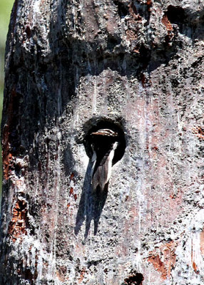 Red-cockaded Woodpecker, Webb WMA, 04/30/2015