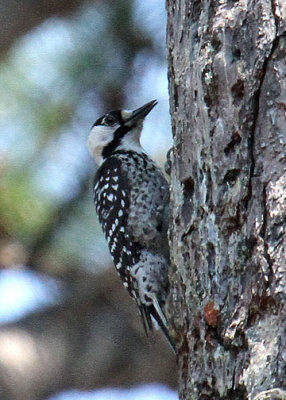 Red-cockaded Woodpecker, Webb WMA, 04/30/2015