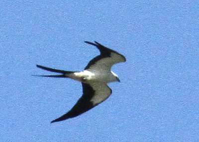 Swallow-tailed Kite, Beck's Landing, Purrysburg Rd, 04/30/2015