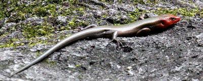 Anole sp., Congaree National Park, 05/01/2015