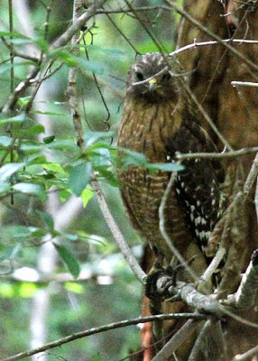 Red-shouldered Hawk, Congaree NP, 05/01/2015