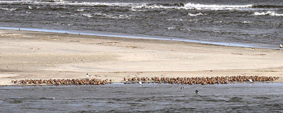 Red Knots, Breach Inlet, Isle of Palms, 05/01/2015