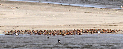 Red Knots, Breach Inlet, Isle of Palms, 05/01/2015