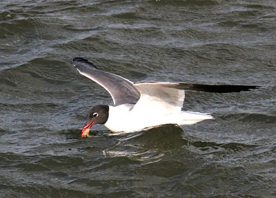 Laughing Gull, Breach Inlet, Isle of Palms, 05/01/2015