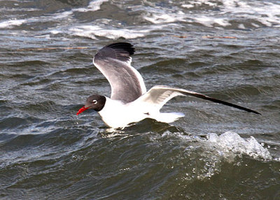 Laughing Gull, Breach Inlet, Isle of Palms, 05/01/2015