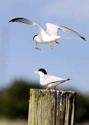 Least Tern, Fenway's dock, Breach Inlet, 05/01/2015