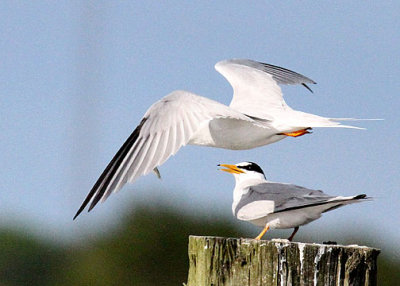 Least Terns, Fenway's dock, Breach Inlet, 05/01/2015