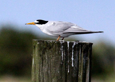 Least Tern, Fenway's dock, Breach Inlet, 05/01/2015