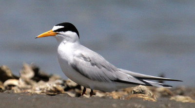 Least Tern, en route Bulls Island, Cape Romain NWR, 05/02/2015