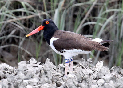 American Oystercatcher, en route Bulls Island, Cape Romain NWR, 05/02/2015