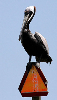 Brown Pelican, en route Bulls Island, Cape Romain NWR, 05/02/2015