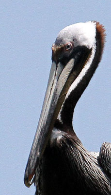 Brown Pelican, en route Bulls Island, Cape Romain NWR, 05/02/2015