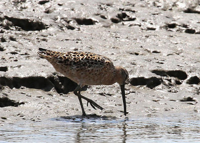 Short-billed Dowitcher, en route Bulls Island, Cape Romain NWR, 05/02/2015